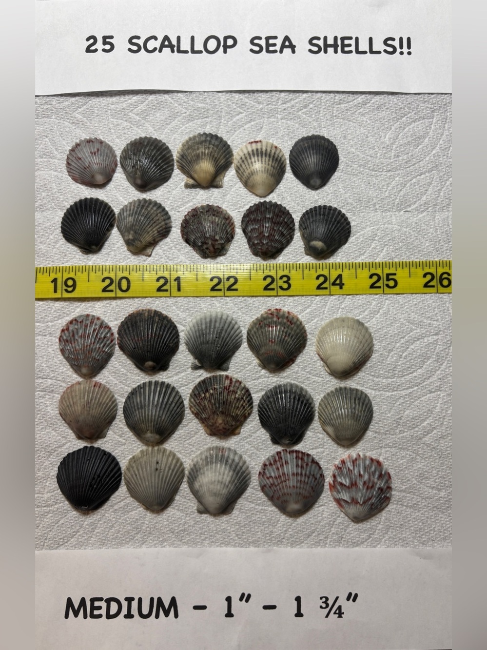 25 Sanibel Island Scallop Shells! Medium Sz Assorted Collection in grey/black.